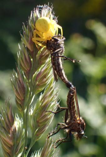 Didysmachus picipes